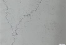 Calacatta Sonata